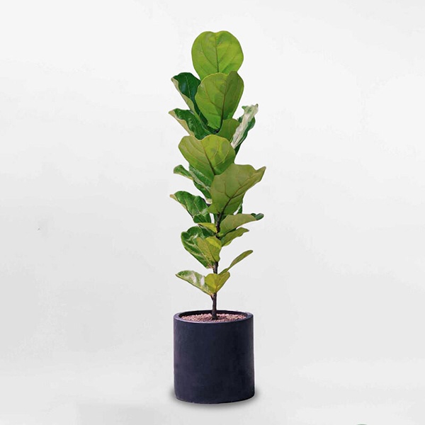 Bàng Singapore LASC