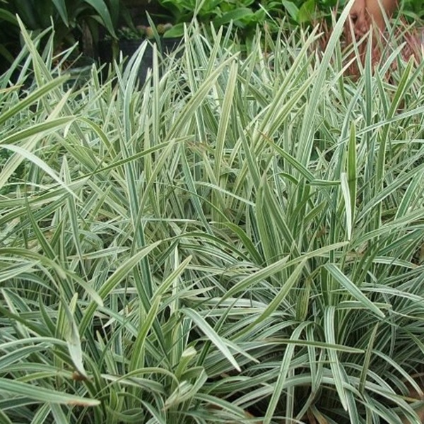 Cây Cao Cẳng Sọc LASC