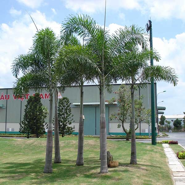 Cau Đuôi Chồn LASC