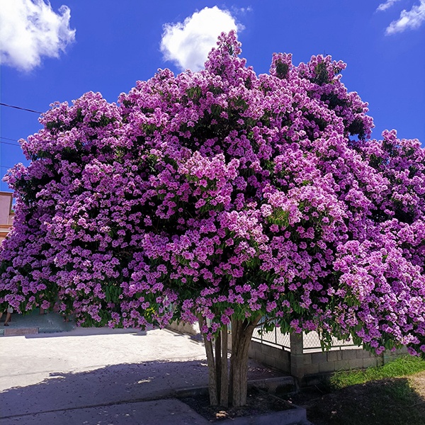 Cây Bằng Lăng LASC