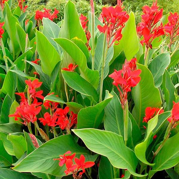 Cây Chuối Hoa LASC